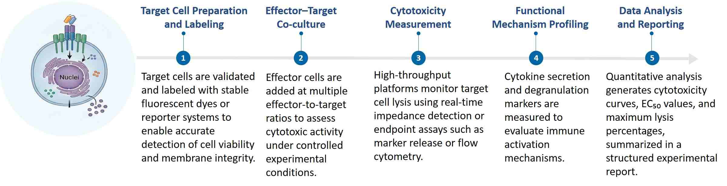 Workflow of HLA-Independent Killing Assay. (Creative Biolabs Original)