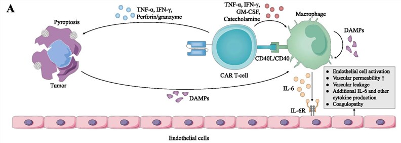 Fig.1 Mechanisms Involved in the Induction and Regulation of Cytokine Release Syndrome. (OA Literature)