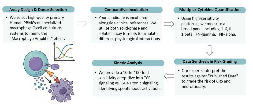 Workflow of Comparative Cytokine Release Profiling. (Creative Biolabs Original)