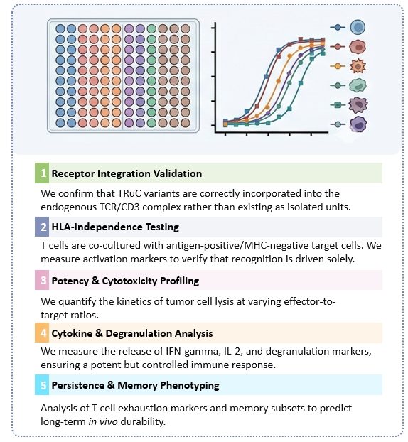 Workflow of HLA-Independence & Potency Functional Analysis. (Creative Biolabs Original)