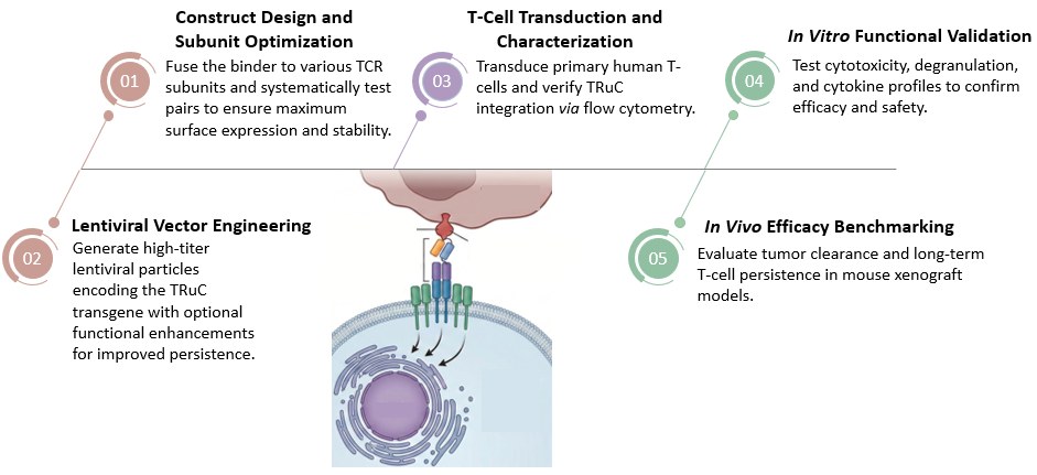 Workflow of One-Stop Core TRuC-T Development. (Creative Biolabs Original)
