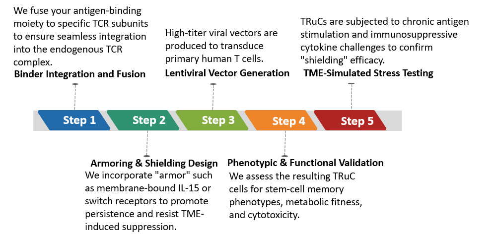 Workflow of 'Armored' TRuC Construct Design. (Creative Biolabs Original)
