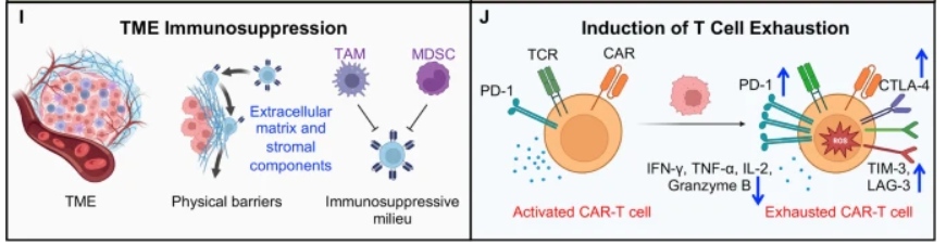 Fig.1 Tumor Microenvironment Immunosuppression and Inducible T-cell Exhaustion. (OA Literature)