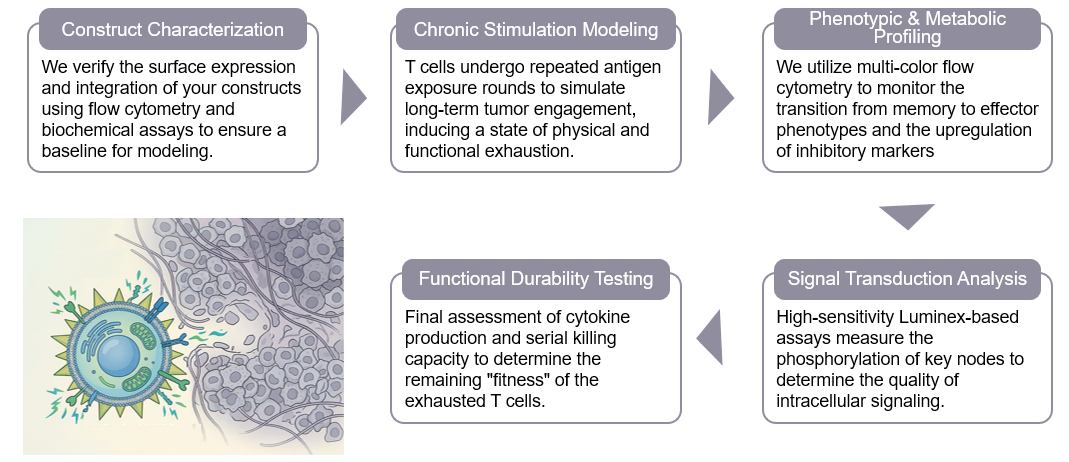 Workflow of T Cell Persistence & Exhaustion Modeling. (Creative Biolabs Original)