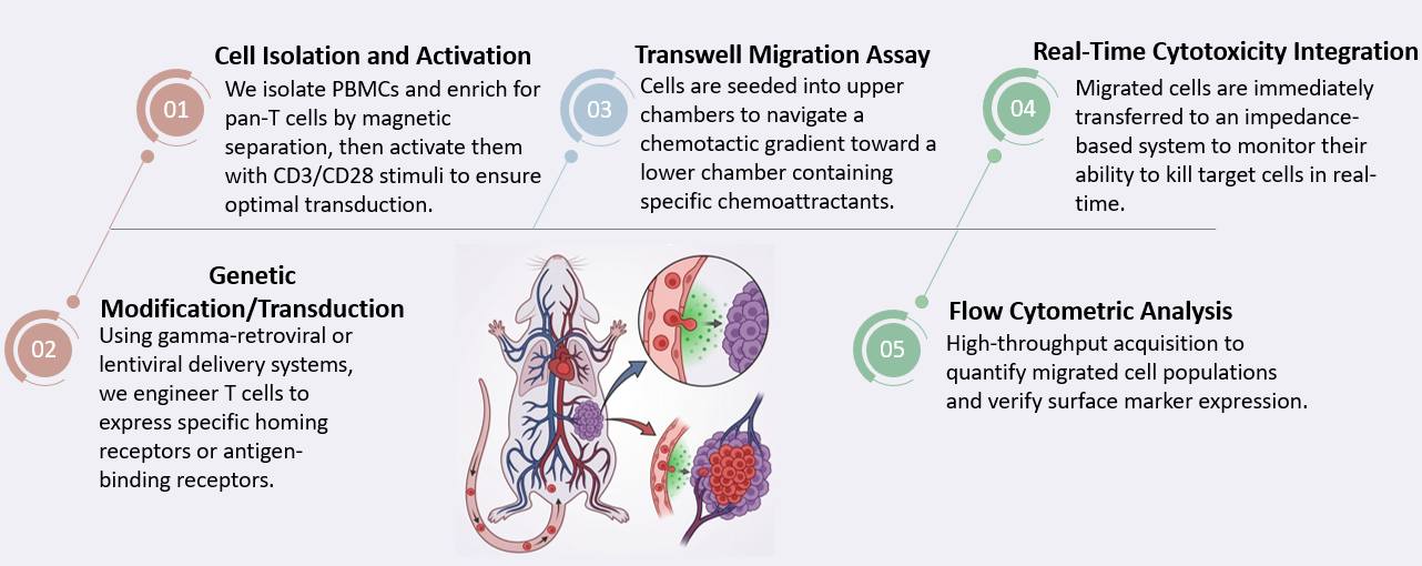 Workflow of Tumor Homing & Migration Assay. (Creative Biolabs Original)