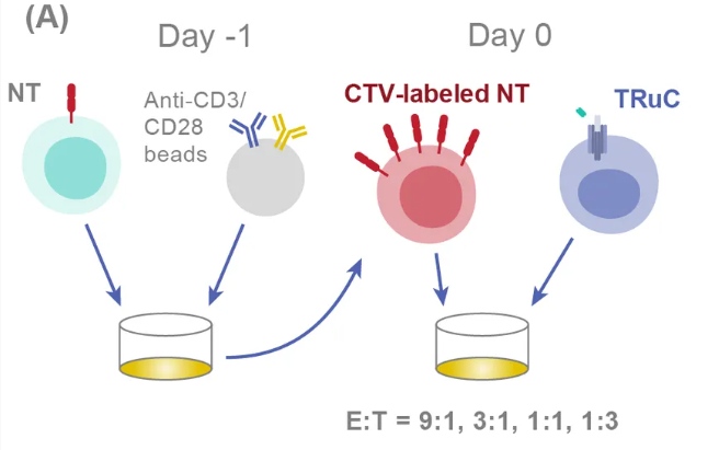 Fig.1 Experimental Design for Cytotoxicity Assays of TRuCT Cells. (OA Literature)
