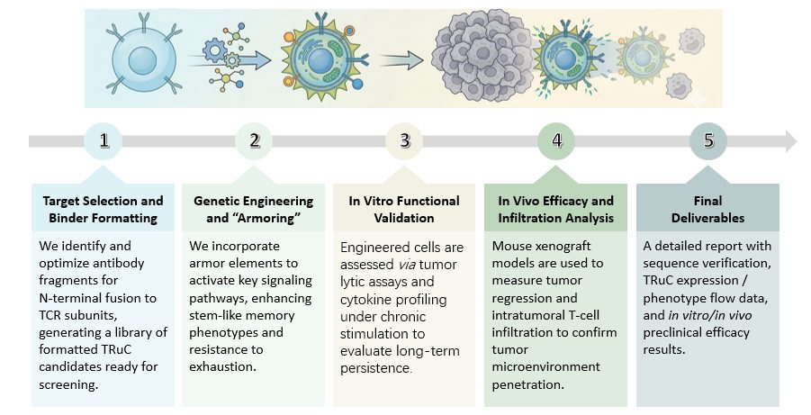 Workflow of 'Armored' & TME Penetration TRuC-T Development. (Creative Biolabs Original)
