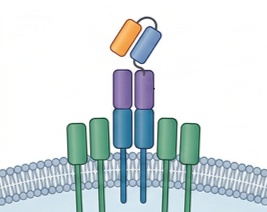 TRuC-T Cell Therapy Development (Creative Biolabs Original)