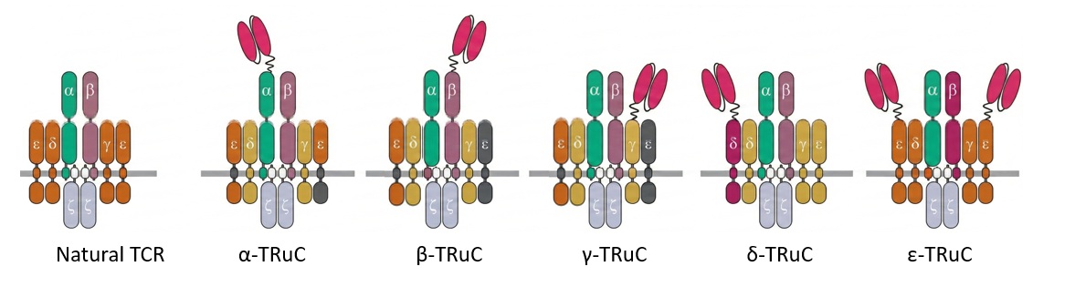 Fig.1 Native TCR complexes, along with five TCR complexes engineered to contain TRuCs. (Creative Biolabs Original)