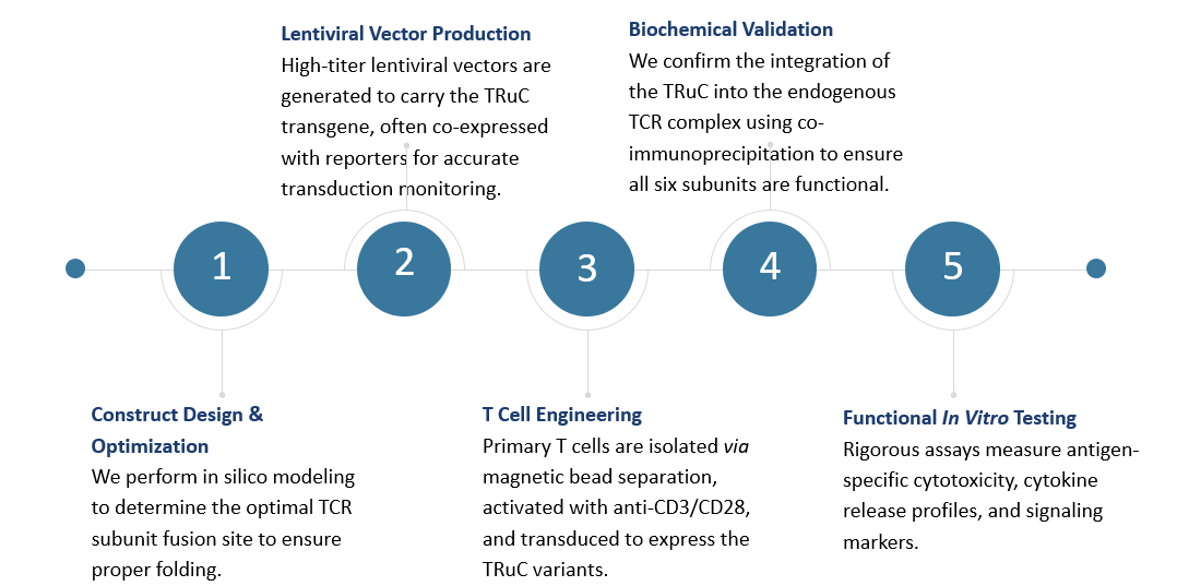 Workflow of TRuC-T Cell Therapy Development. (Creative Biolabs Original)