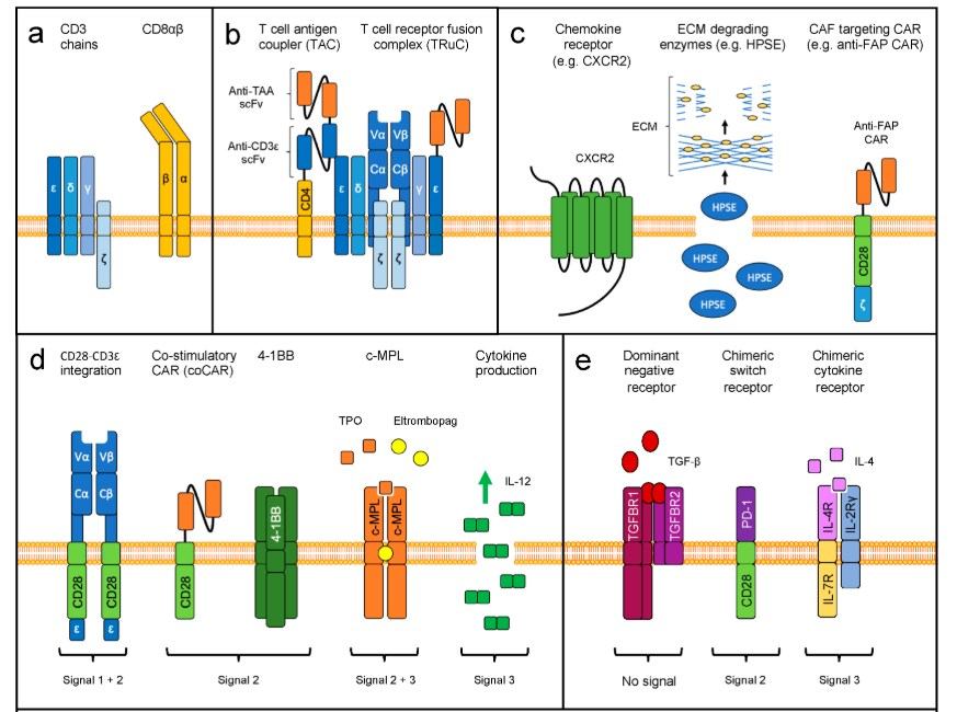 Engineering Strategies for Enhancing the Function of TCR-Transgenic T Cells. (OA Literature)