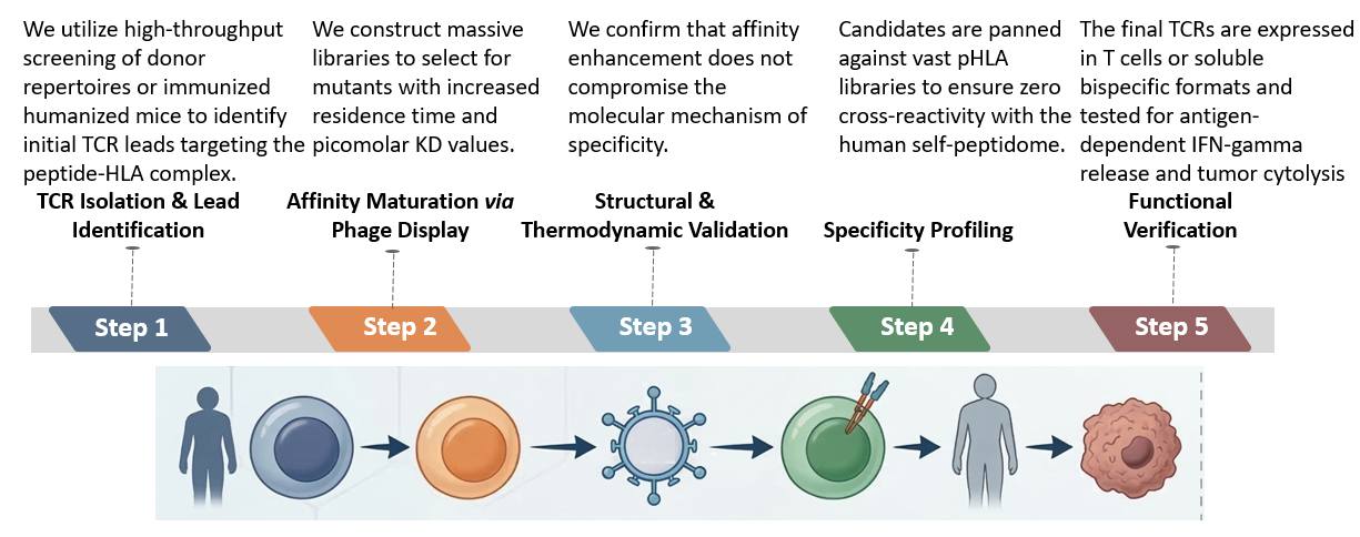 Workflow of High-Affinity TCR-T Development. (Creative Biolabs Original)