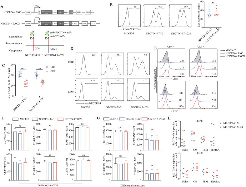 Fig.1 Efficient development of NECTIN-4 targeted TAC28-T cells featuring CD28 and minimal basal activity. (OA Literature)