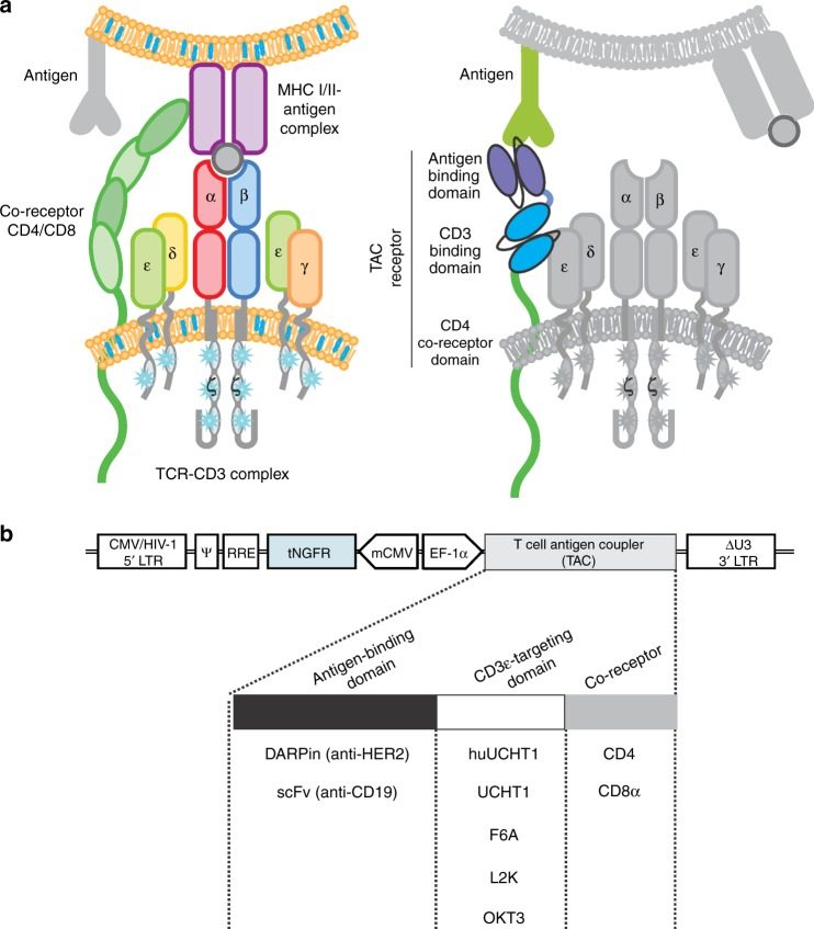 Fig.1 TAC architecture emulates the TCR-CD3: co-receptor assembly. (OA Literature)