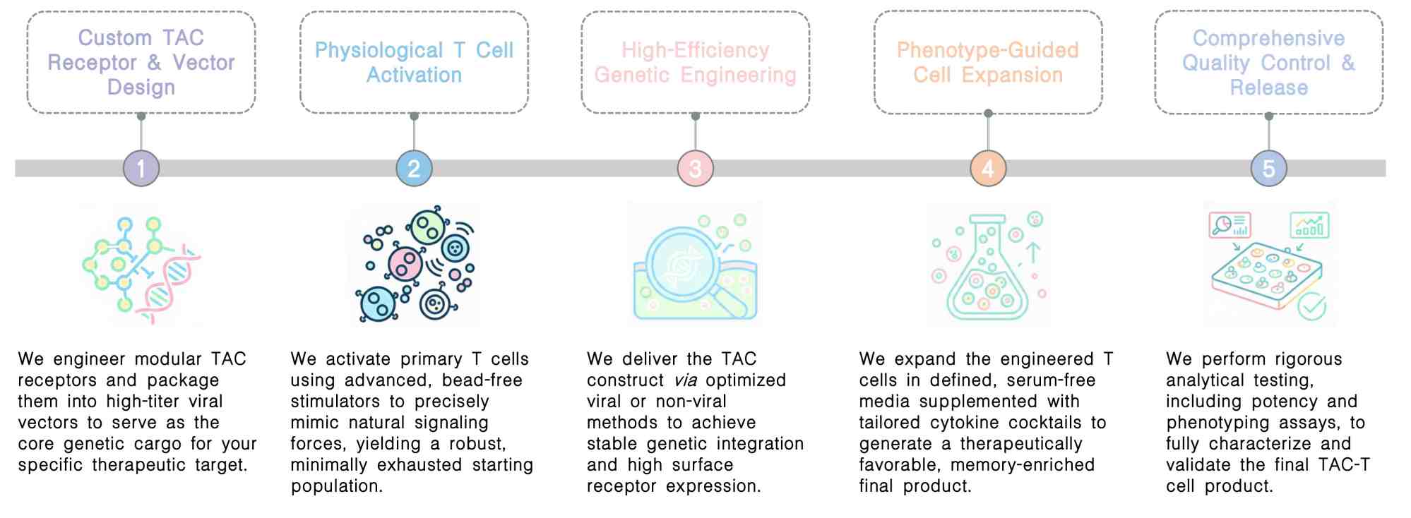 Workflow of TAC-T cell activation, transduction & expansion service at Creative Biolabs. (Creative Biolabs Original)