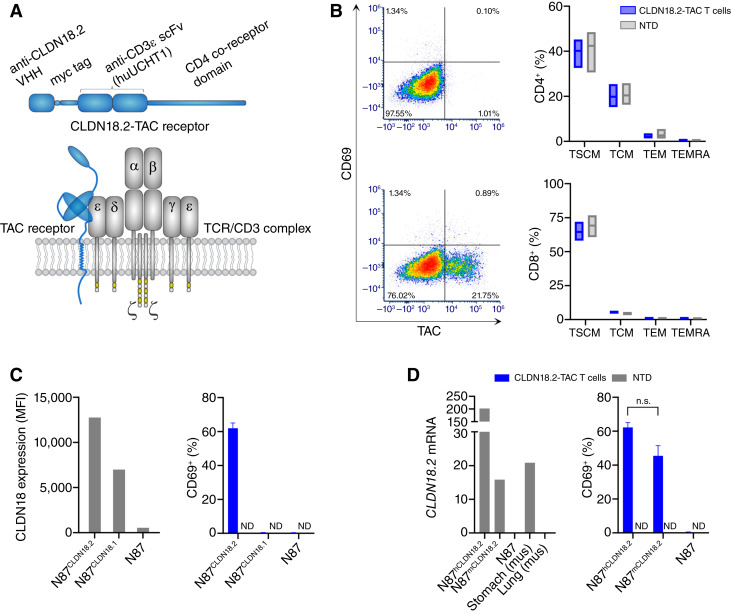 Fig.1 Characterization and specificity profile of the CLDN18.2-TAC receptor. (OA Literature)