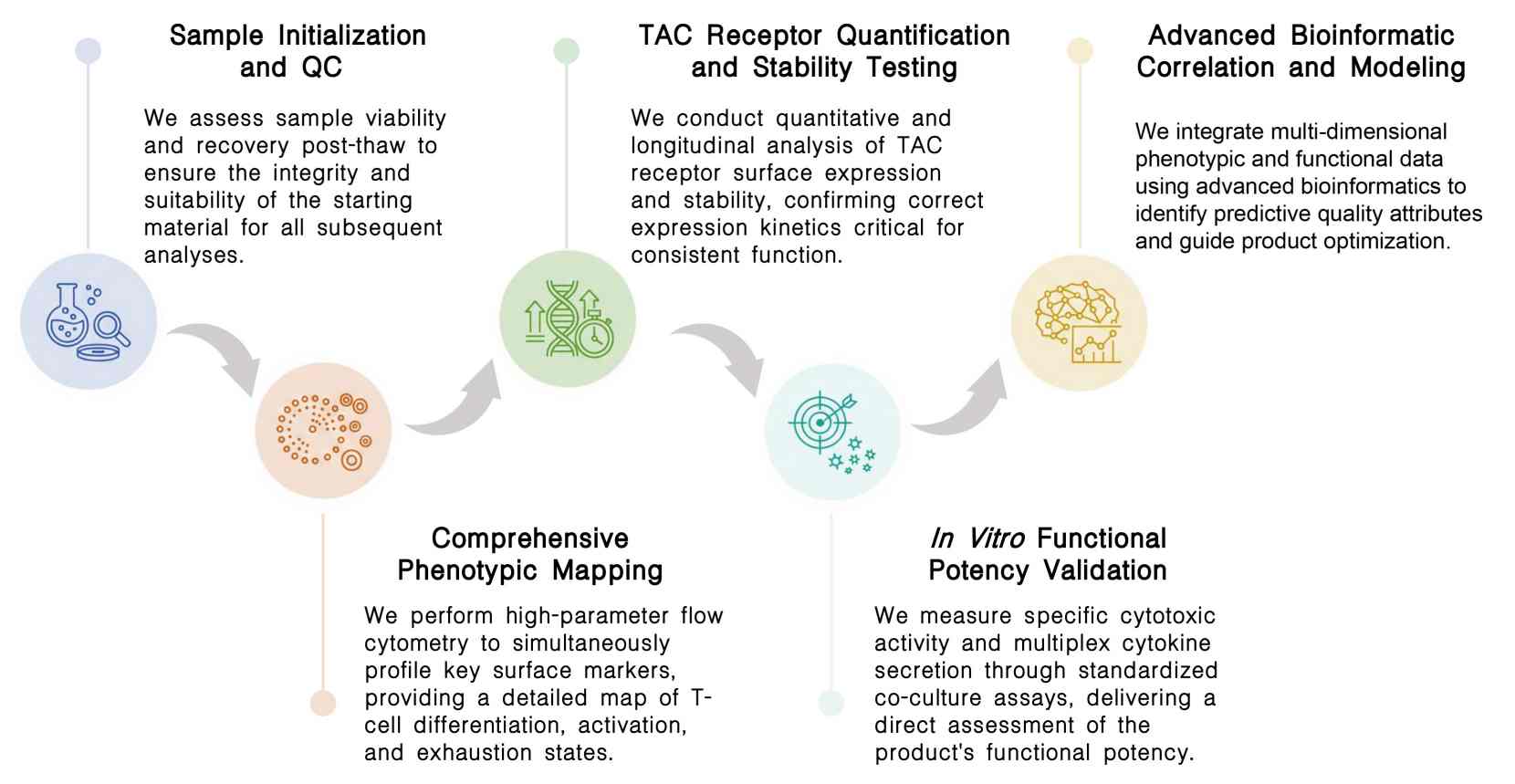 Workflow of TAC-T product phenotype & quality analysis service at Creative Biolabs. (Creative Biolabs Original)