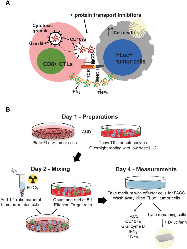 Fig.1 Immune effector and target cell co-culture system. (OA Literature)