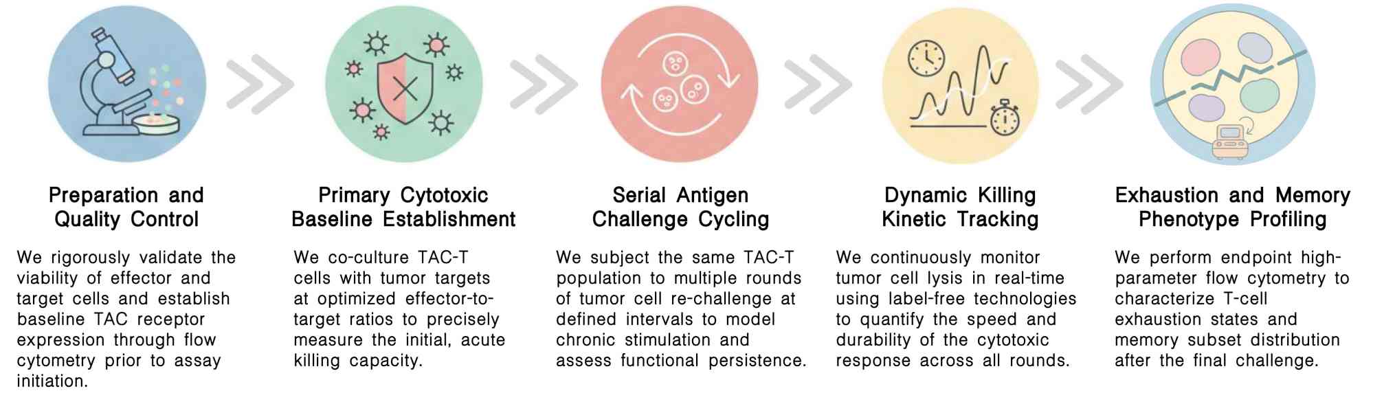 Workflow of recursive tumor cell killing assay service at Creative Biolabs. (Creative Biolabs Original)