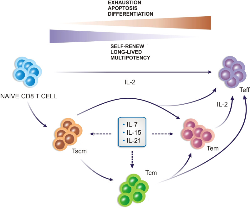 Fig.1 Cytokine dynamics within the tumor microenvironment. (OA Literature)