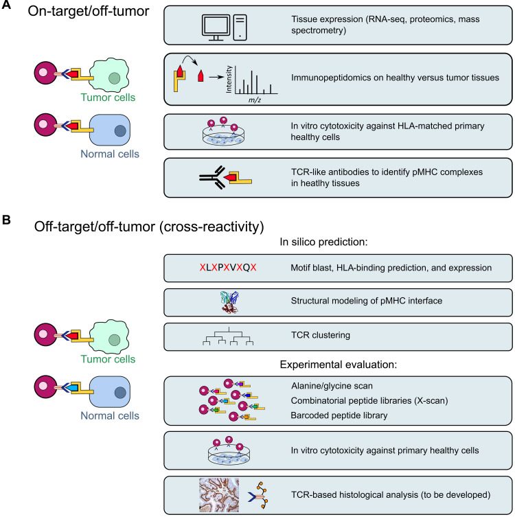 Fig.1 Strategies for anticipating on-target and off-tumor effects. (OA Literature)