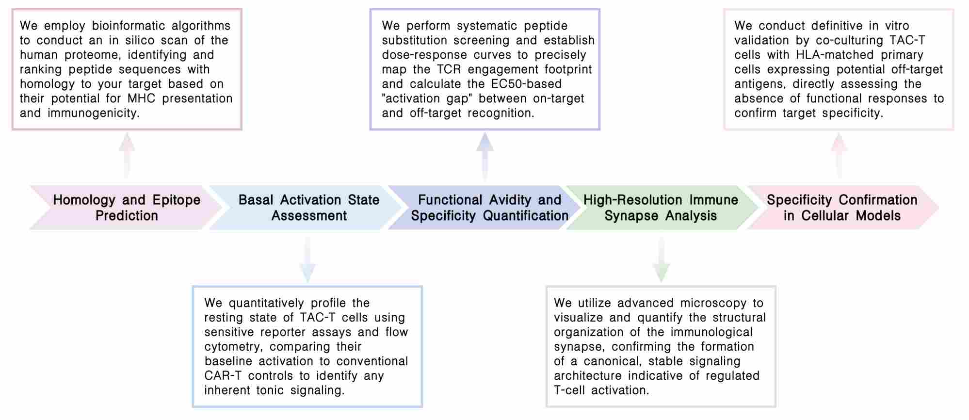 Workflow of off-target reactivity assessment service at Creative Biolabs. (Creative Biolabs Original)