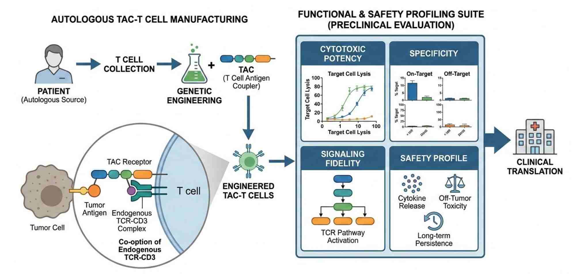Fig.1 TAC-T cell therapy: functional potency and toxicology analysis. (Creative Biolabs Original)