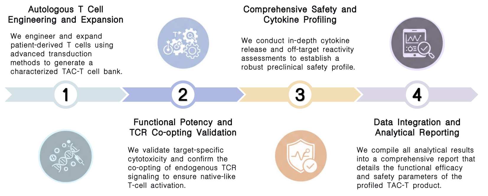 Workflow of autologous TAC-T functional & safety profiling services at Creative Biolabs. (Creative Biolabs Original)