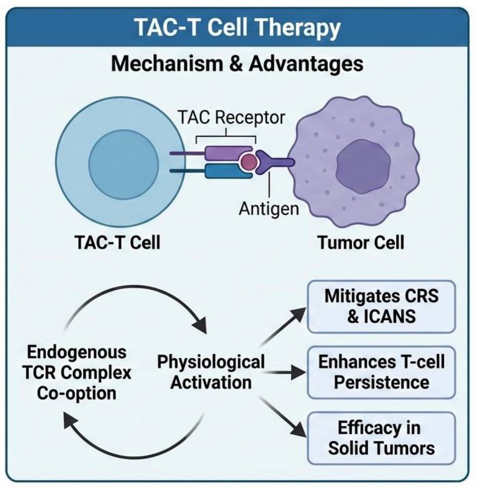 Fig.1 Harnessing the T cell antigen coupler for targeted immunotherapy. (Creative Biolabs Original)