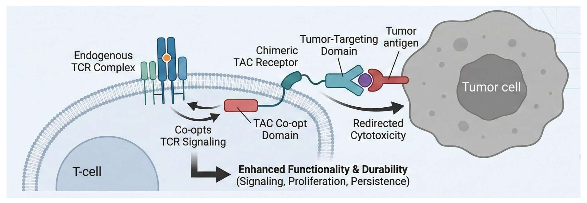 Fig.1 Universal TAC-T cell platform development. (Creative Biolabs Original)