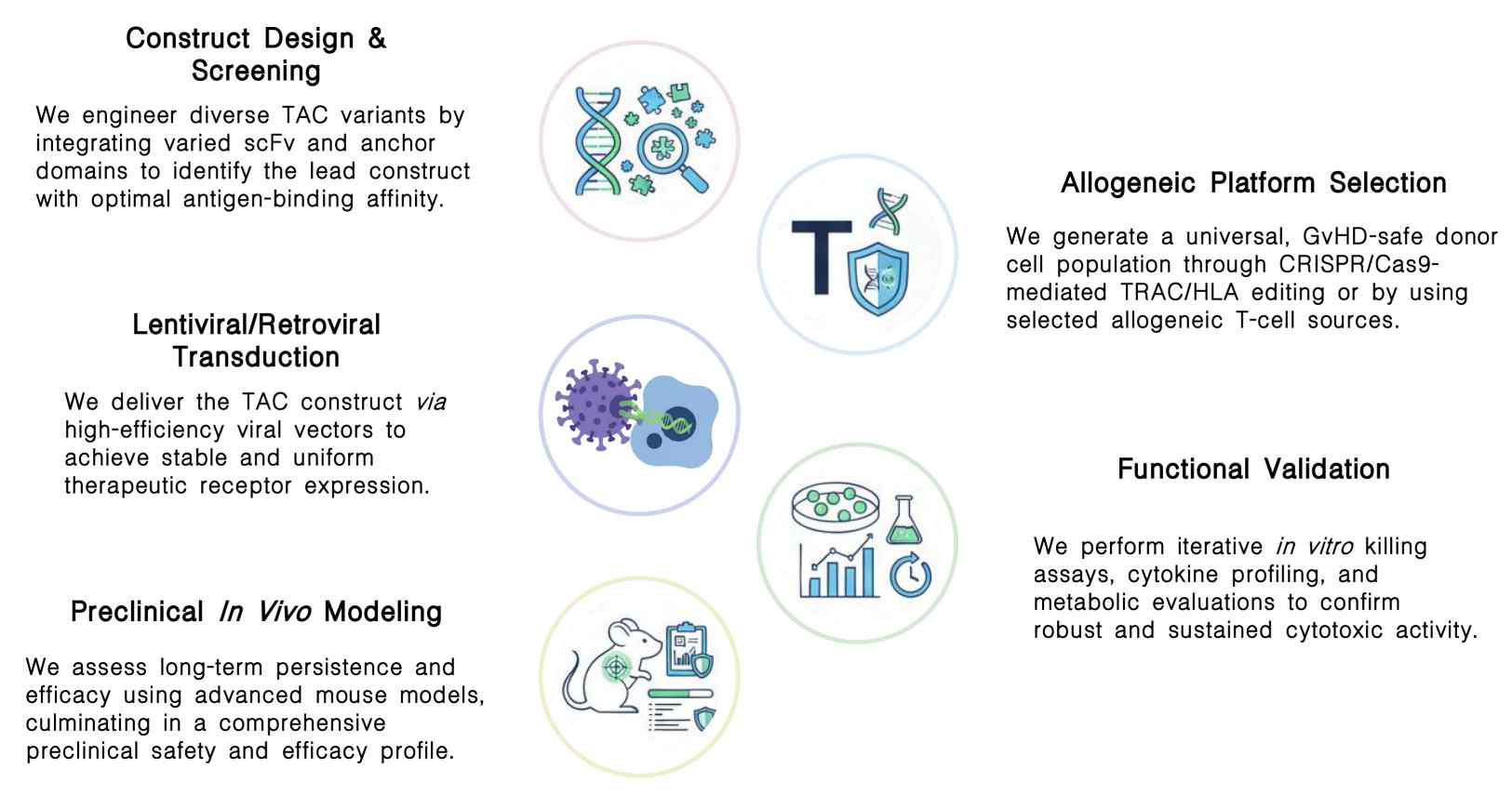 Workflow of allogeneic TAC-T development services at Creative Biolabs. (Creative Biolabs Original)