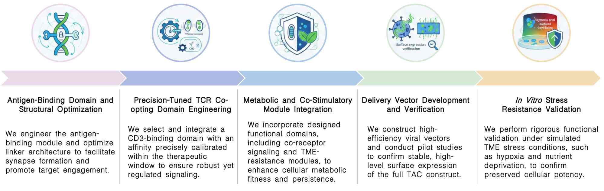 Workflow of TME resistant TAC construct design & construction service at Creative Biolabs. (Creative Biolabs Original)