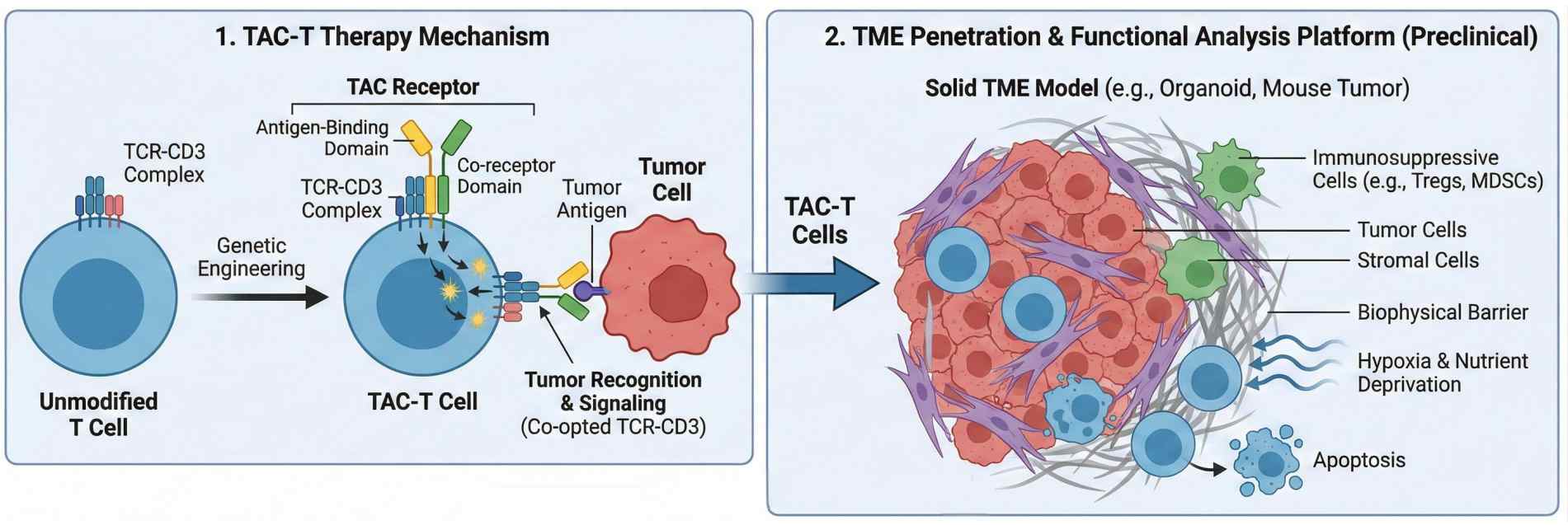 Fig.1 TAC-T functional and infiltration analysis in complex tumor microenvironments. (Creative Biolabs Original)