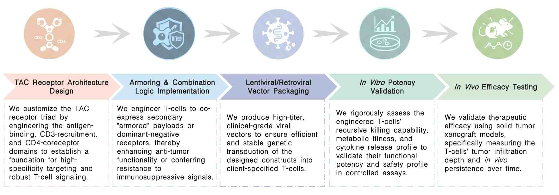 Workflow of armored & combination TAC-T development services at Creative Biolabs. (Creative Biolabs Original)