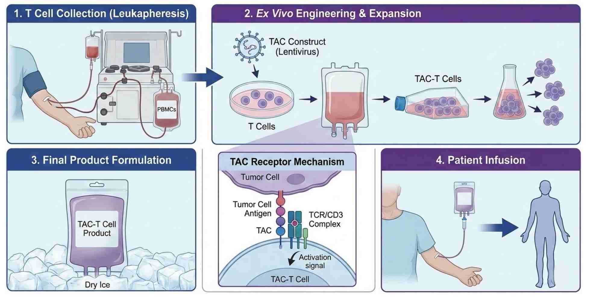 Fig.1 TAC-T cell therapeutic development. (Creative Biolabs Original)