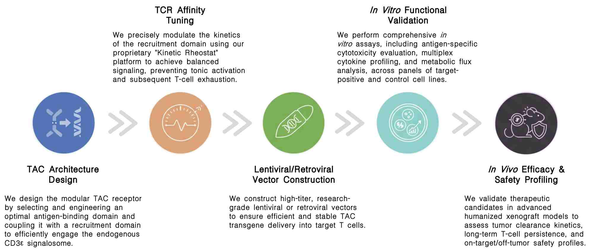 Workflow of TAC-T cell development services at Creative Biolabs. (Creative Biolabs Original)