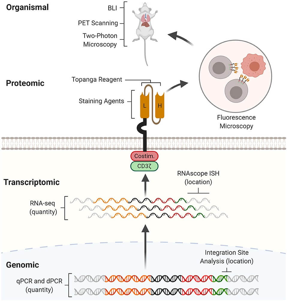 CAR detection methods across multiple levels.