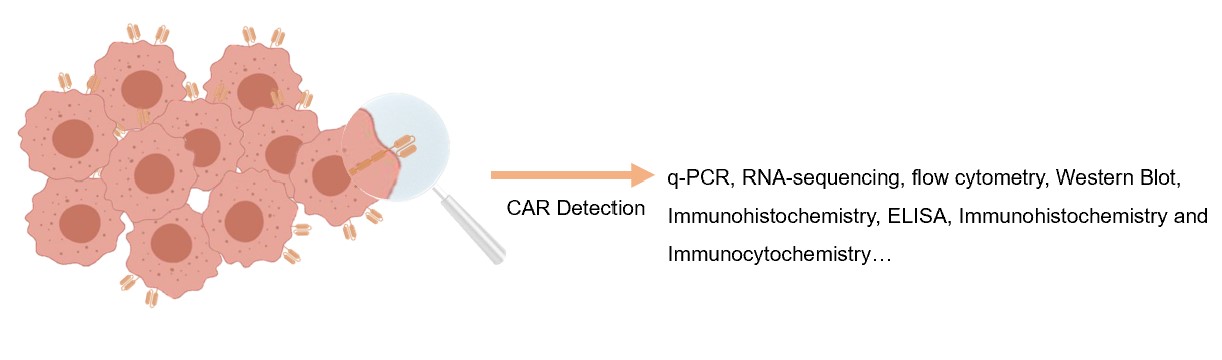 CAR detection services.