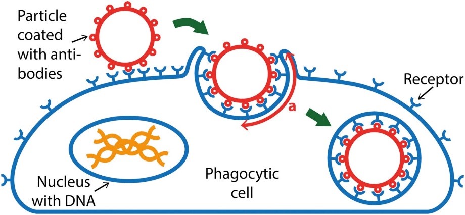 Phagocytosis of a target particle.