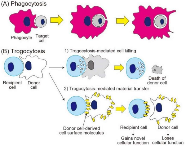 Fig.1 Characteristics of phagocytosis vs. trogocytosis. (Richards, et al., 2014)
