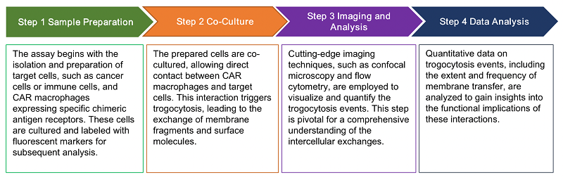 General Workflow (Creative Biolabs Original)
