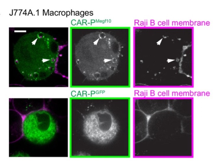 Fig.2 CAR-P promotes trogocytosis. (Morrissey, et al., 2018)