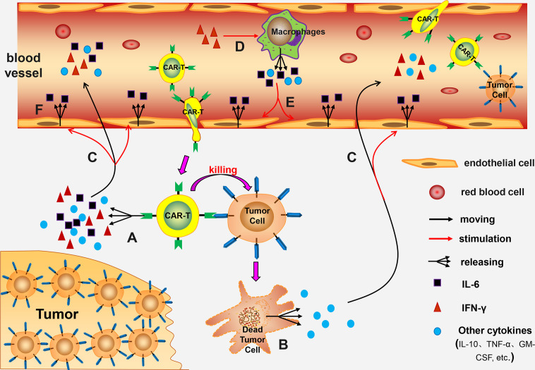The mechanism and management of cytokine release syndrome. (OA Literature)