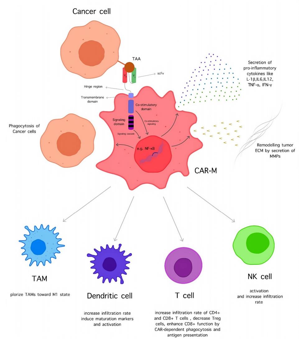 The functions of CAR-MA cells.