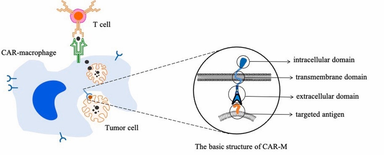 Targeted phagocytosis of cancer cells by CAR-MAs and activation of T cells.