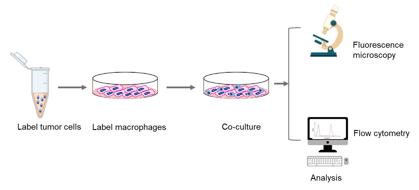The schematic methods of cancer phagocytosis assay. 