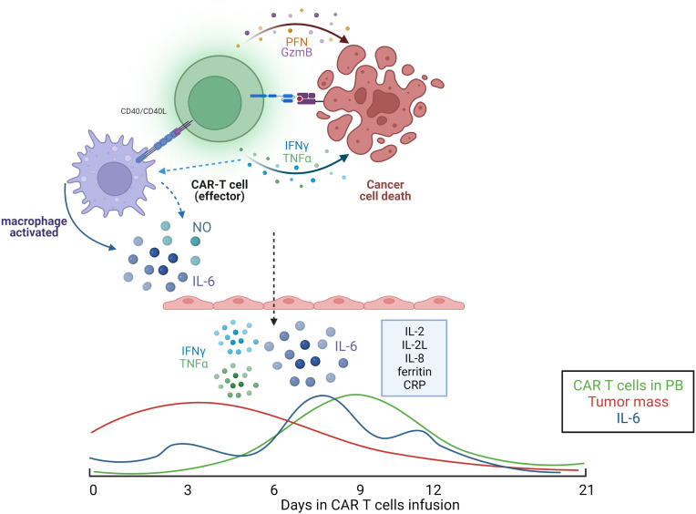 Dynamics of cytokine secretion in CAR-T cell-mediated therapy. (OA Literature)
