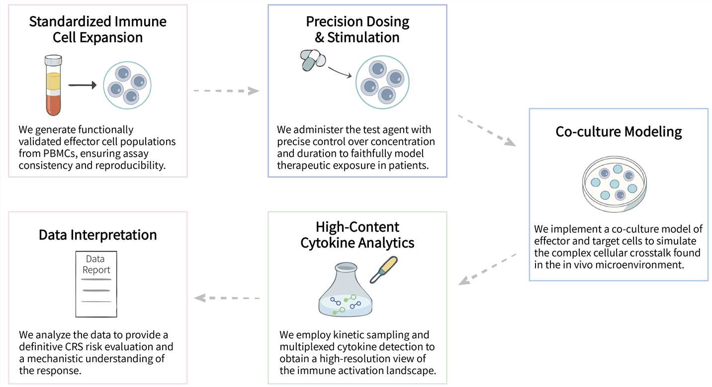 Workflow of CRS in vitro assay services. (Creative Biolabs Original)