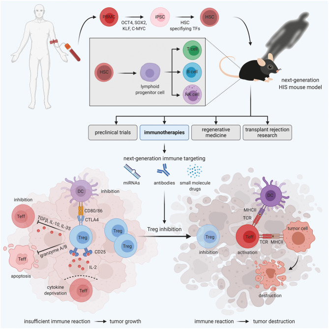 Establishment of a humanized mouse model via PBMC-derived HSCs. (OA Literature)