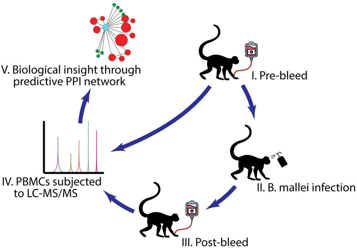 Development of NHP PBMC model for B. mallei Infection. (OA Literature)